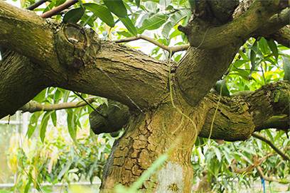 木造りのこだわり