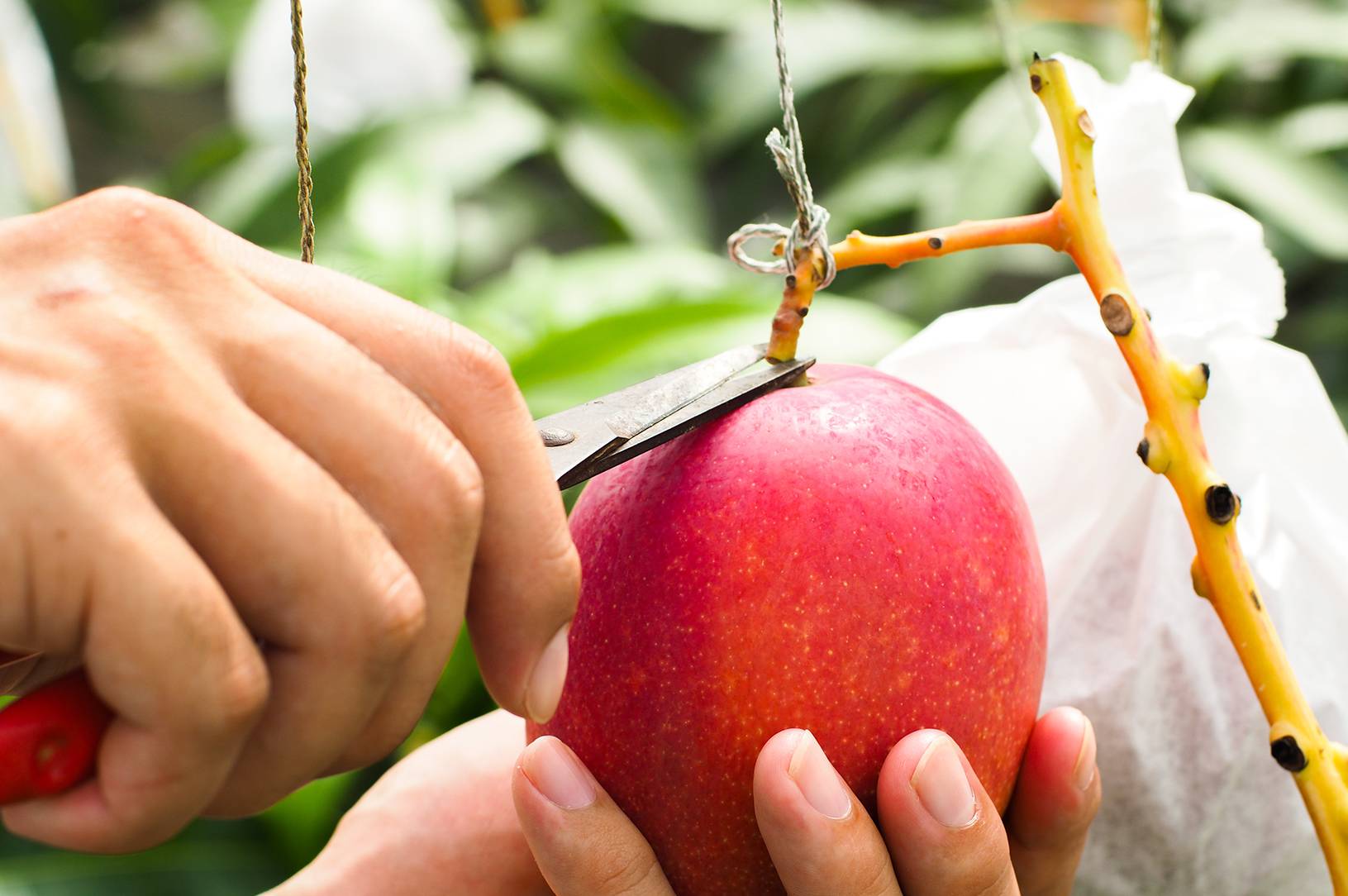 長年の経験による収穫の見極め